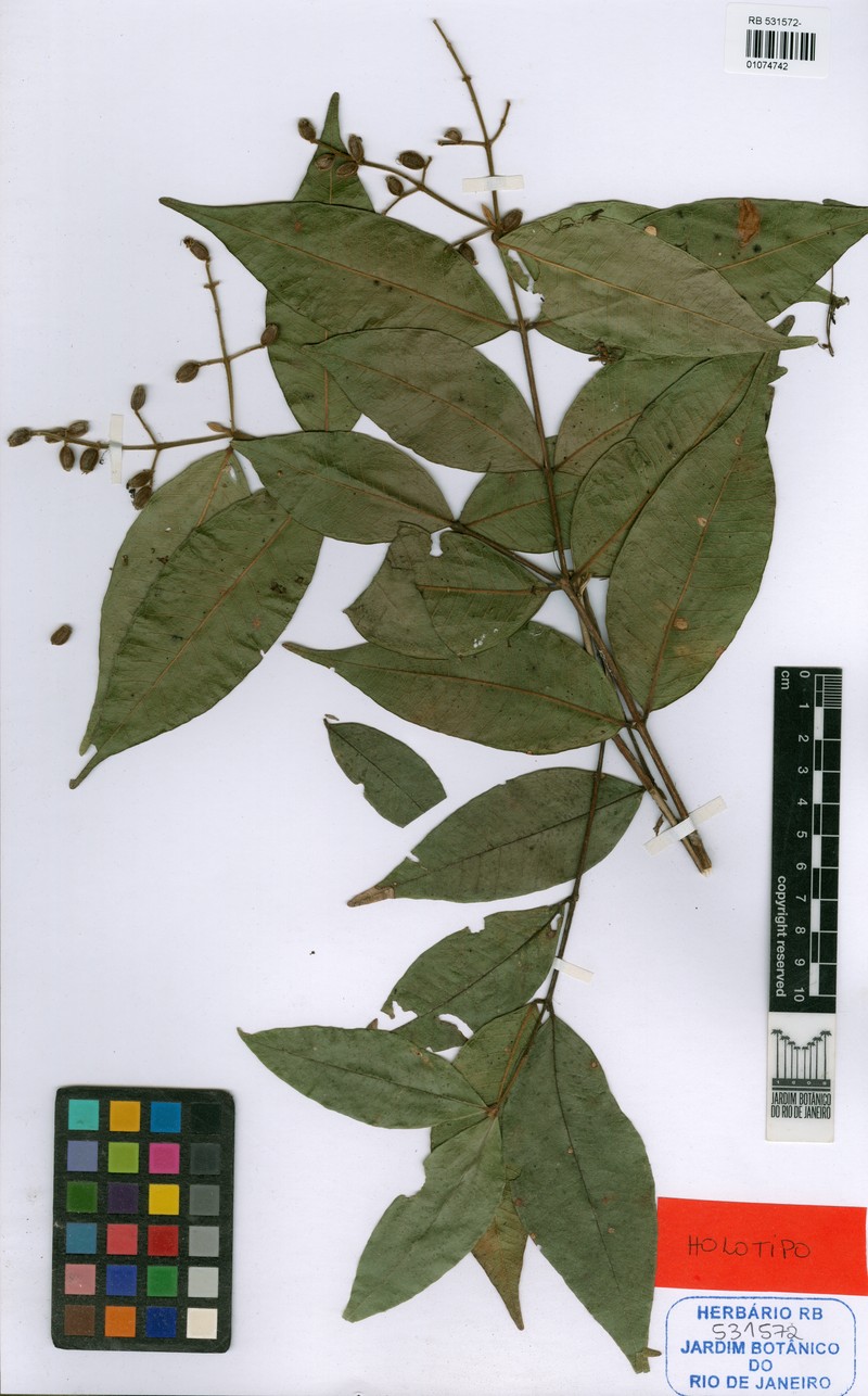Myrcia pseudosplendens photo 5