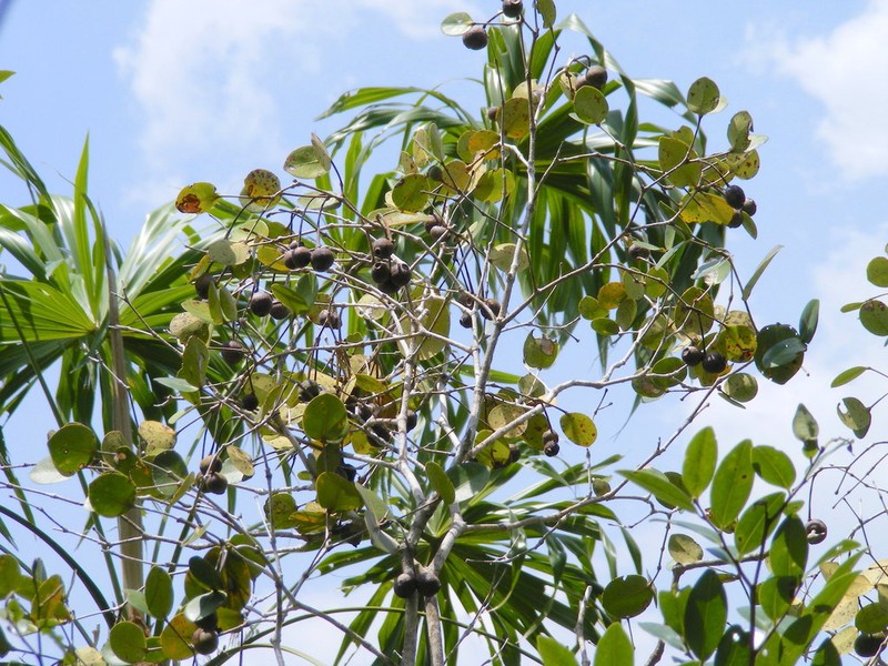 Myrcia psilophylla