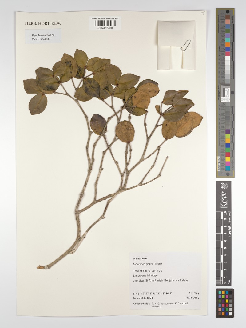 Myrcia psilophylla photo 2