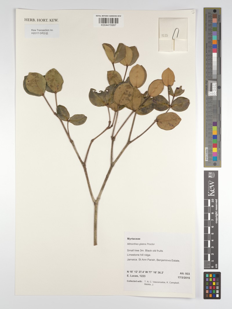 Myrcia psilophylla photo 3