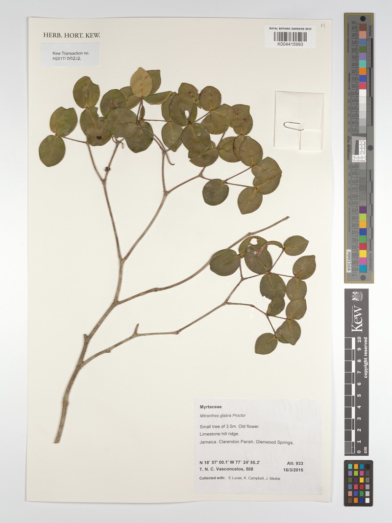 Myrcia psilophylla photo 4