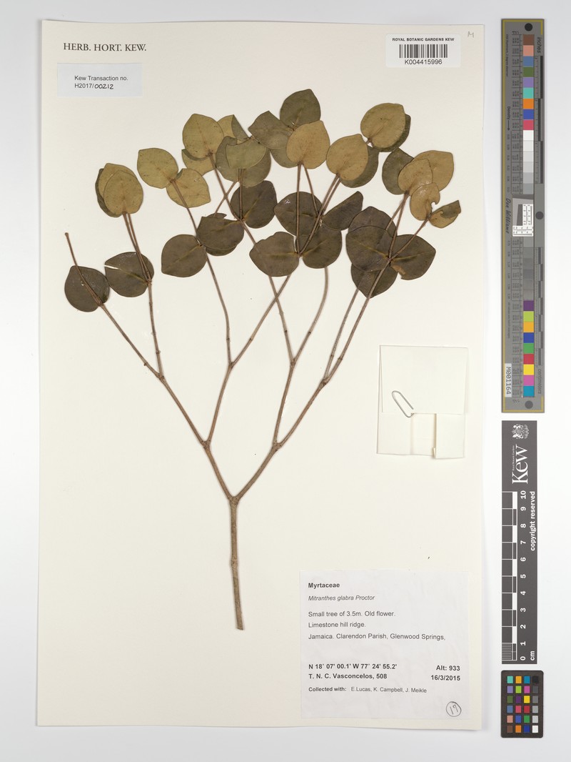 Myrcia psilophylla photo 5