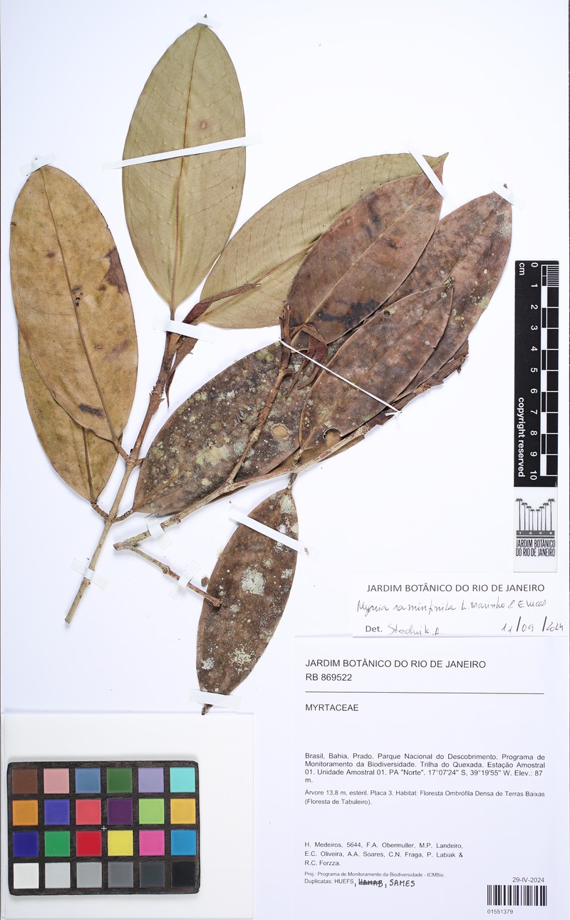 Myrcia raminfinita