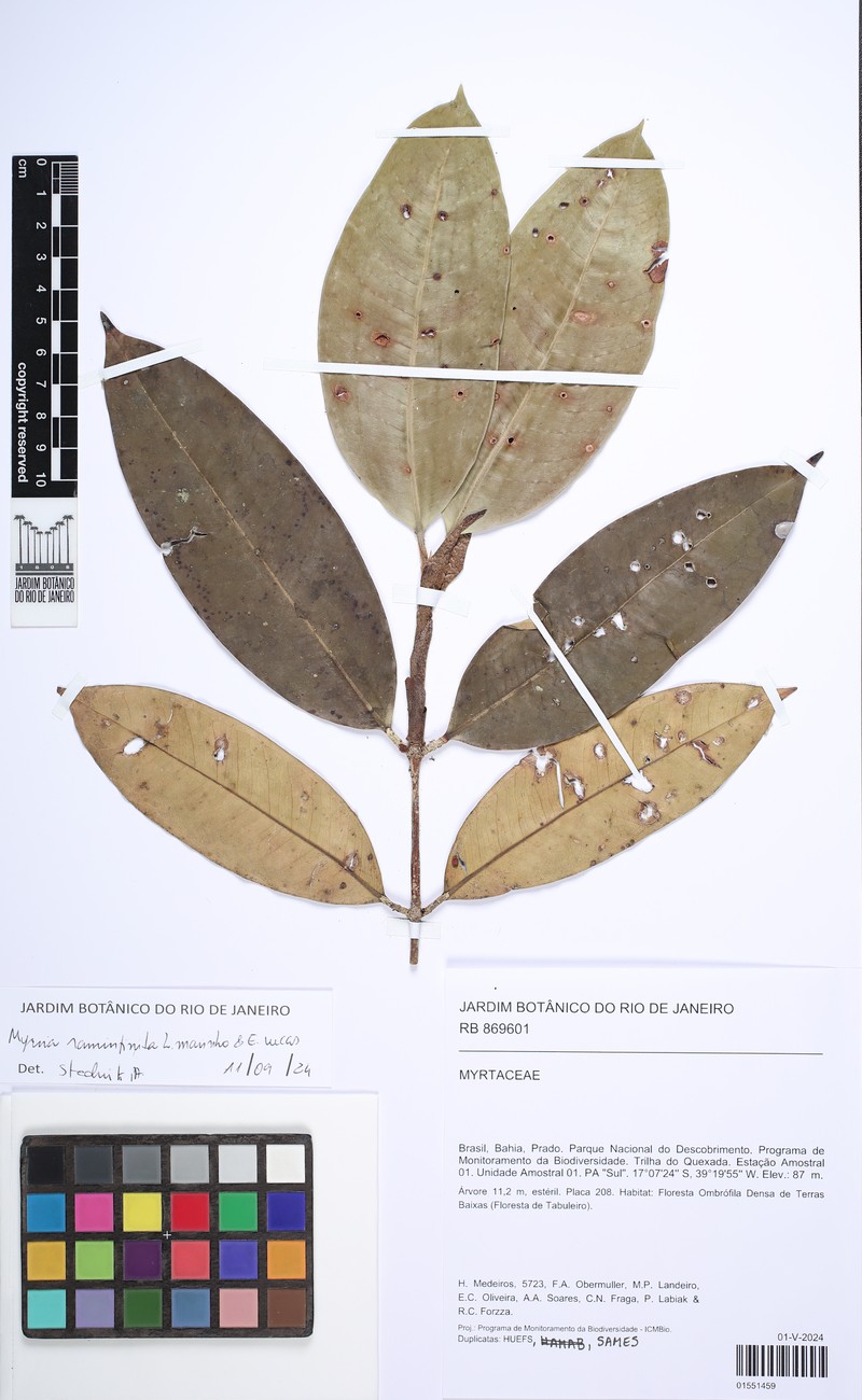 Myrcia raminfinita photo 2