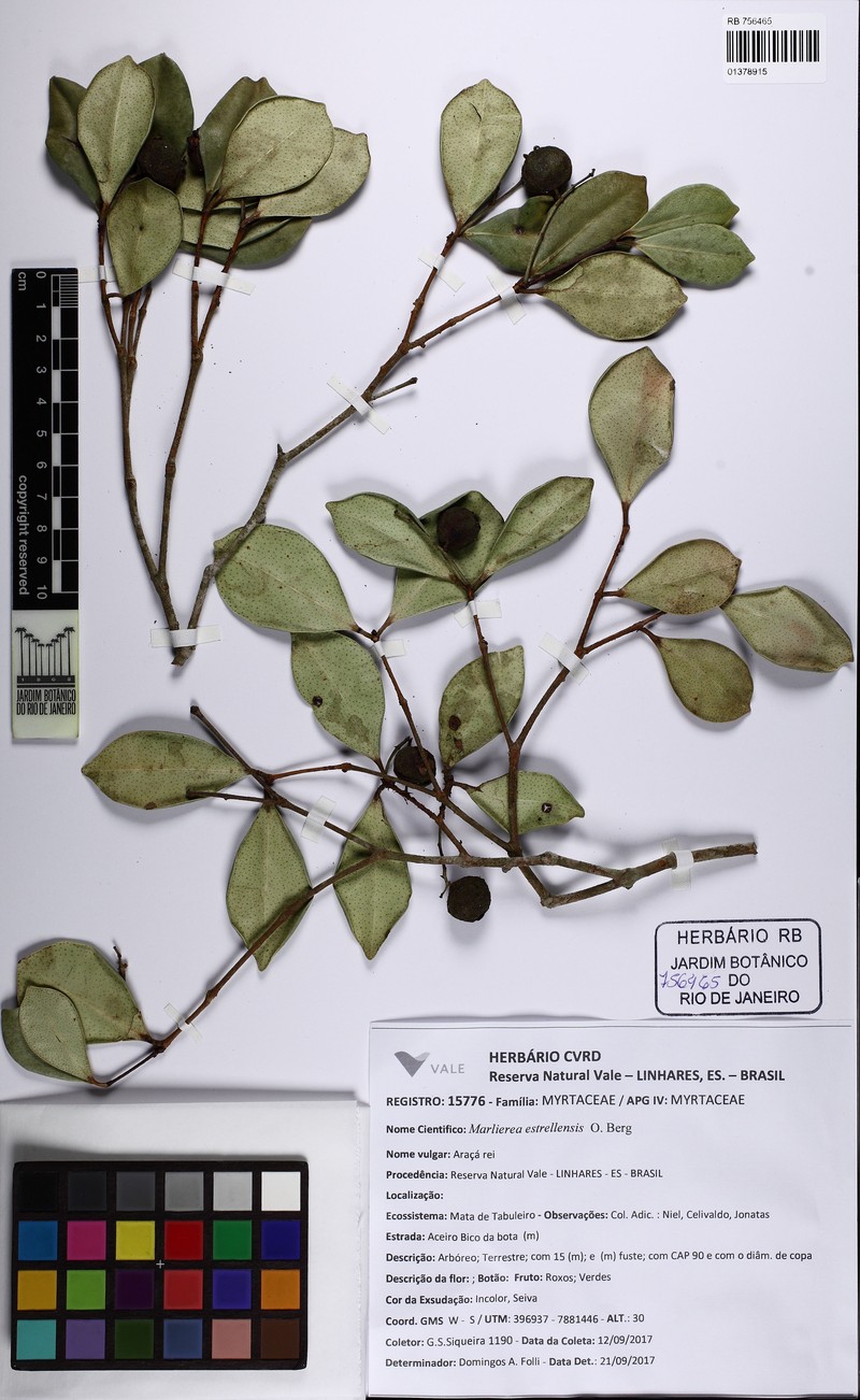 Myrcia rigida