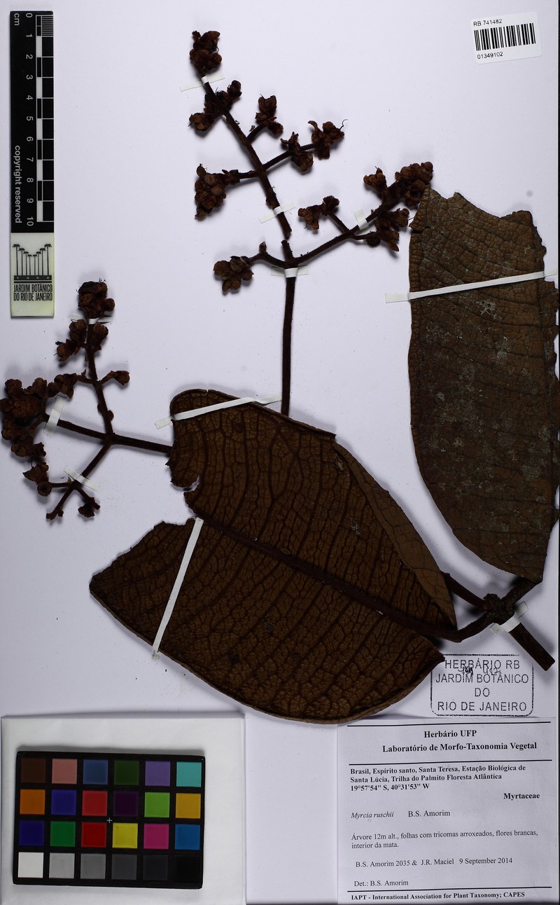 Myrcia ruschii