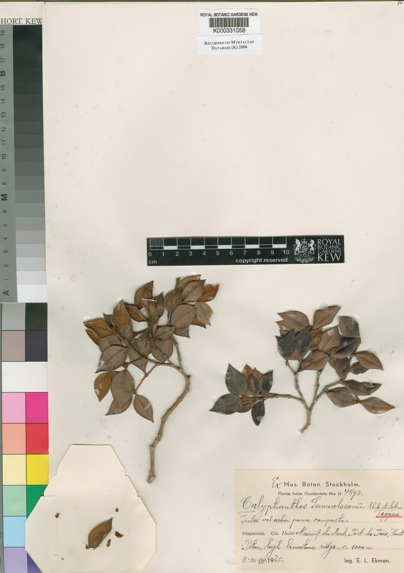 Myrcia samuelssonii