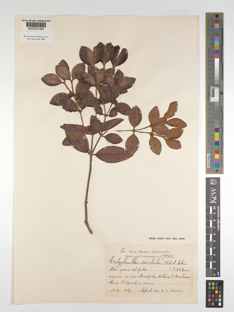 Myrcia sordida