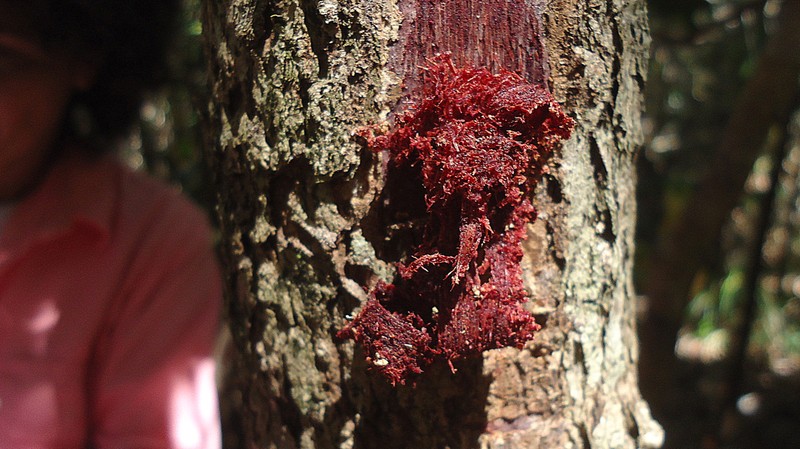 Punchberry photo 4