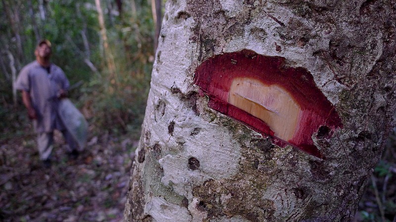 Punchberry photo 5