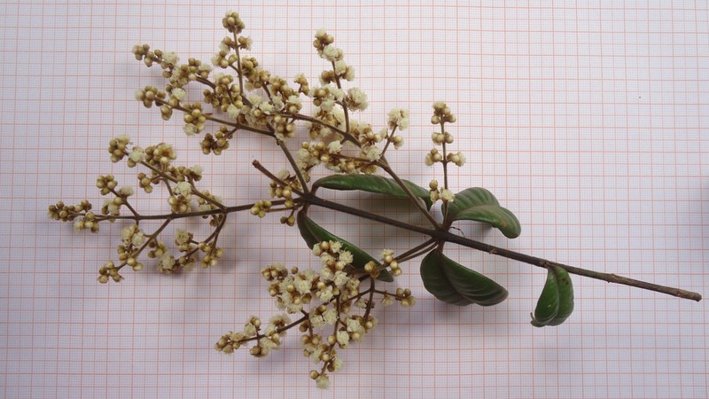 Punchberry photo 6