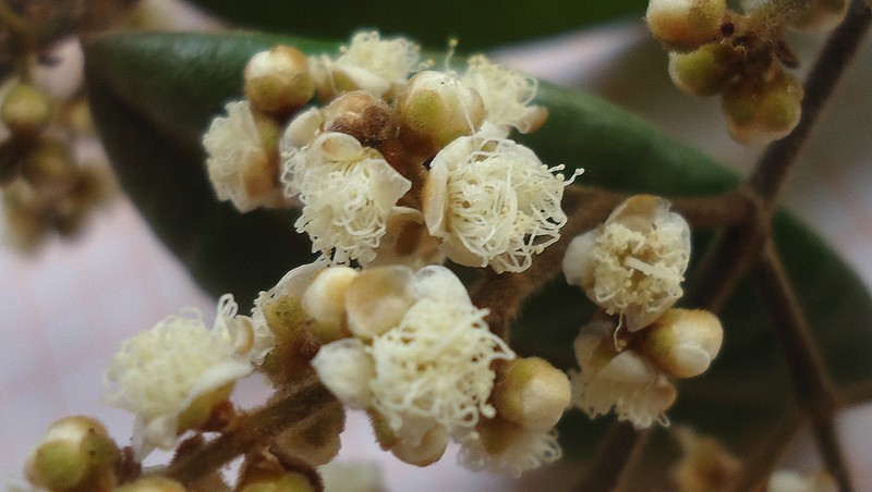 Punchberry photo 7