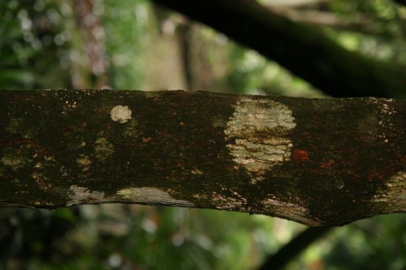 Punchberry photo 2