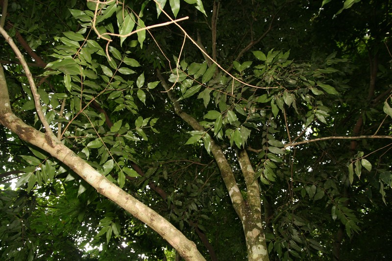 Punchberry photo 3