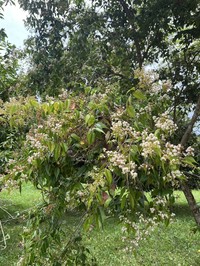 Punchberry