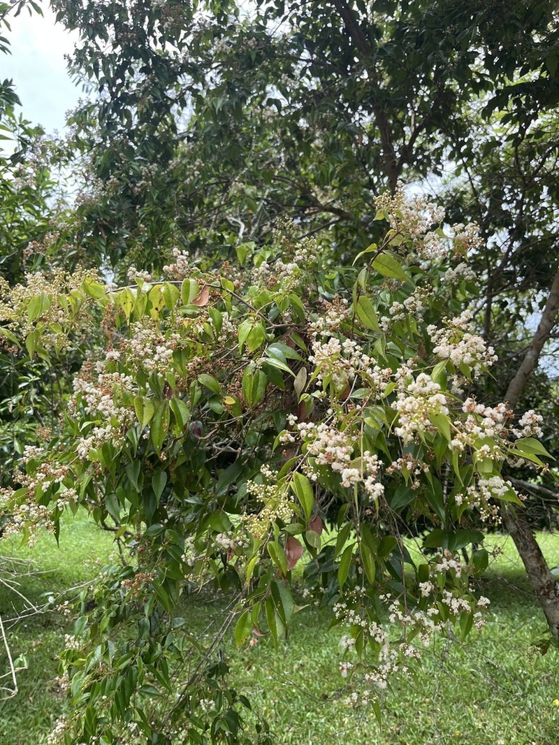 Punchberry