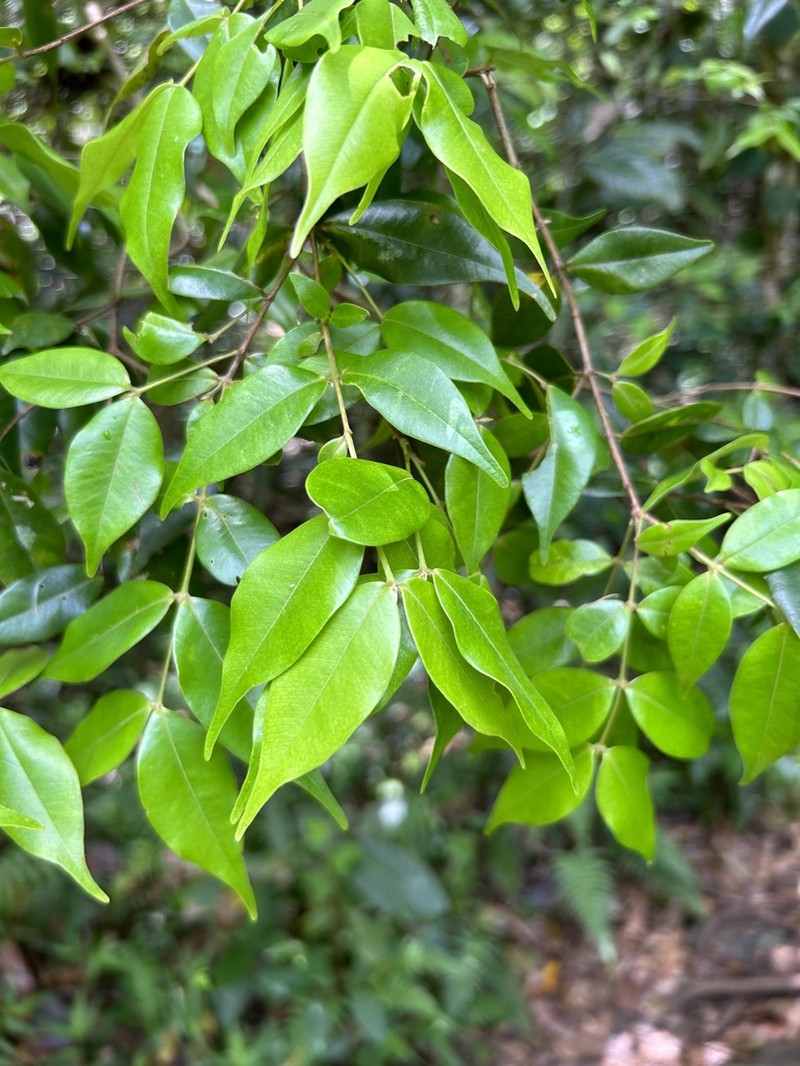 Punchberry photo 7