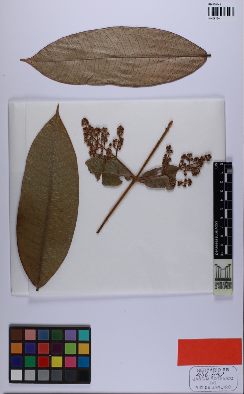 Myrcia sticta