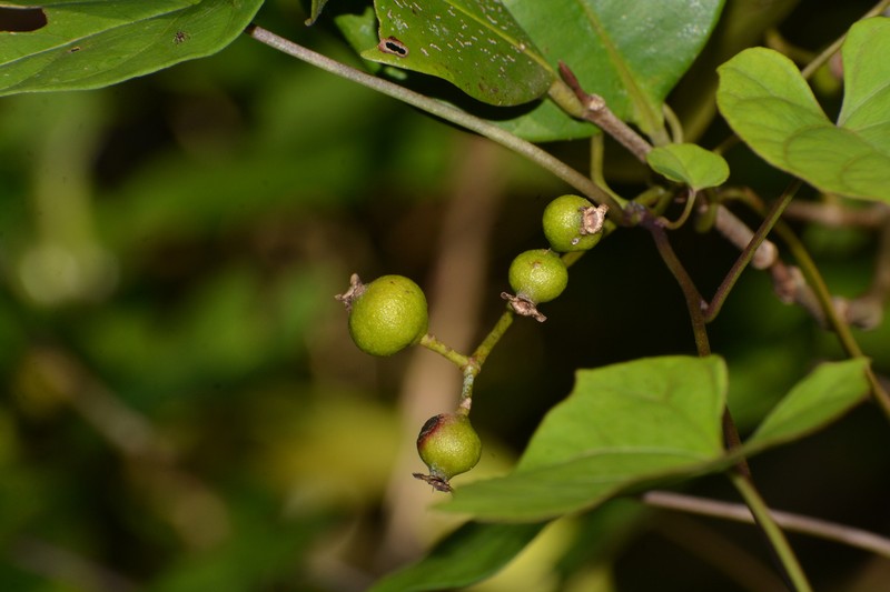 Myrcia subacuminata photo 2