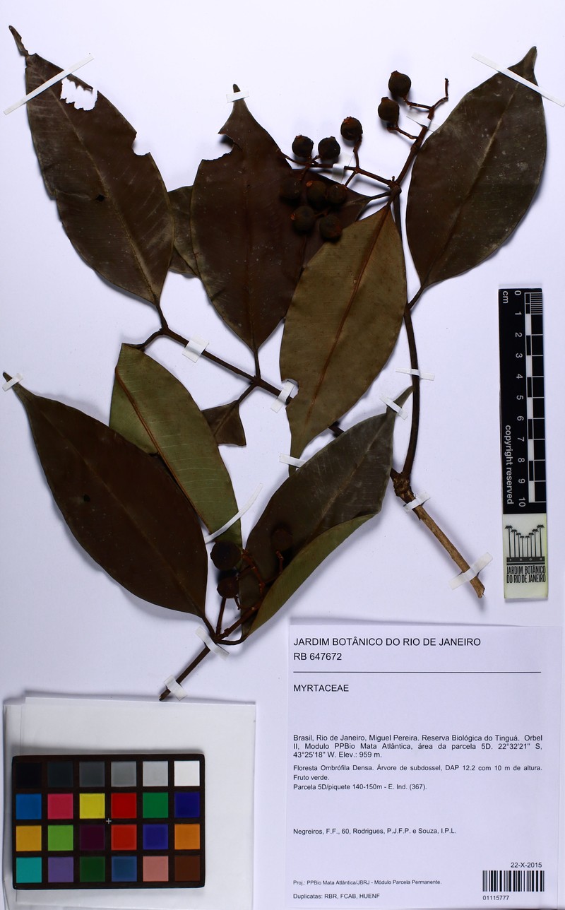 Myrcia subacuminata photo 3