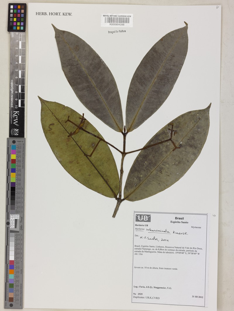 Myrcia subacuminata photo 4