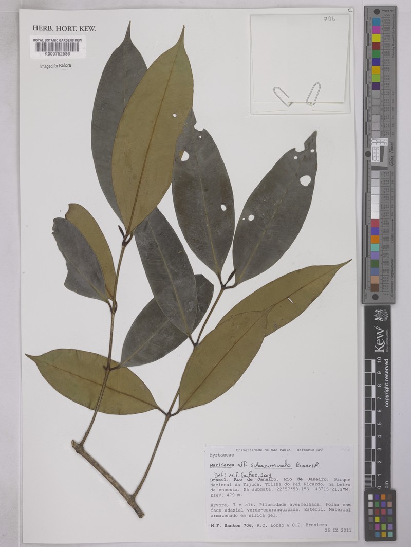 Myrcia subacuminata photo 5