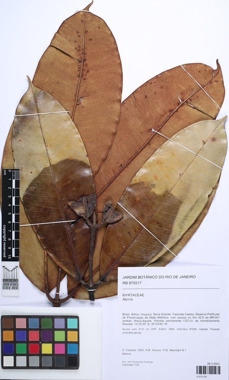 Myrcia suberosa