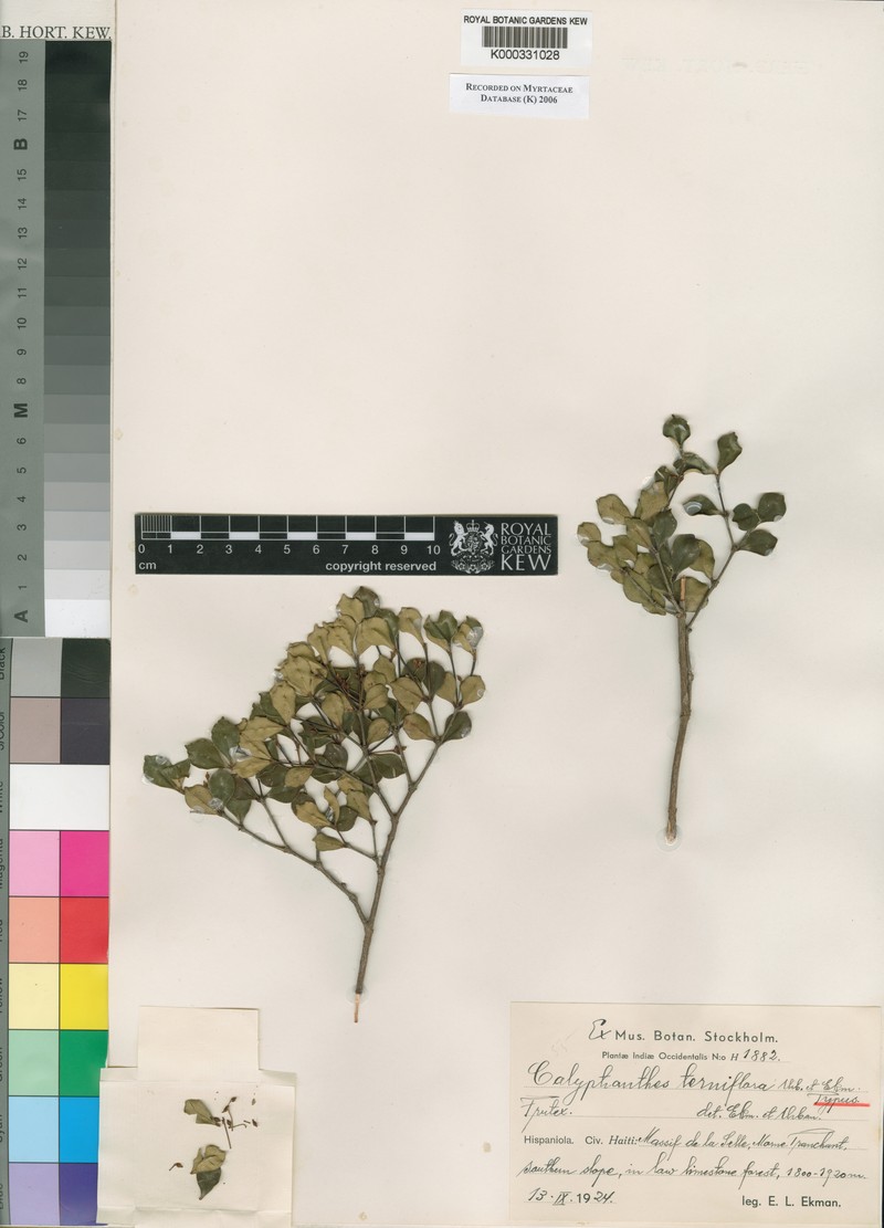 Myrcia terniflora