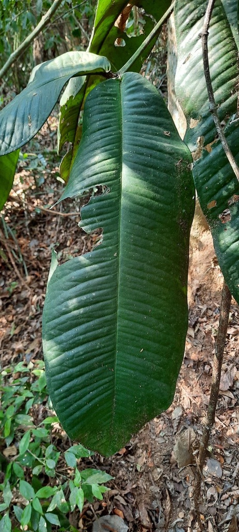 Myrcia teuscheriana