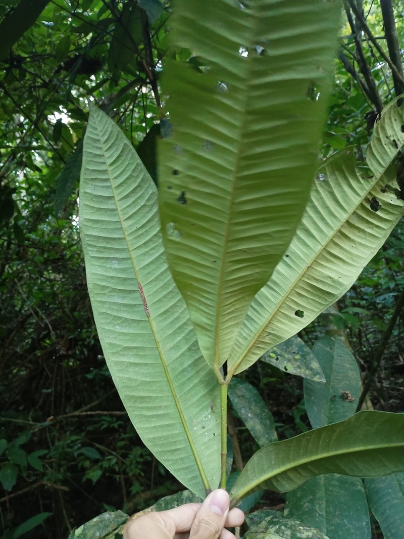 Myrcia teuscheriana photo 4