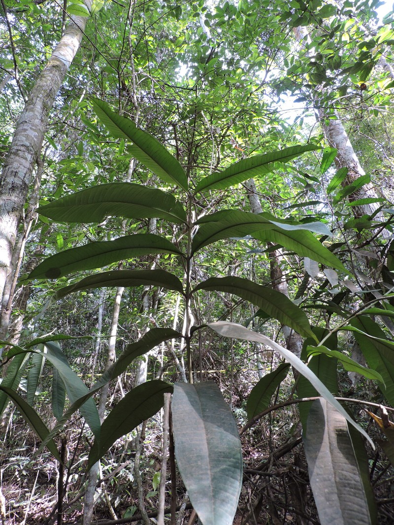 Myrcia teuscheriana photo 5