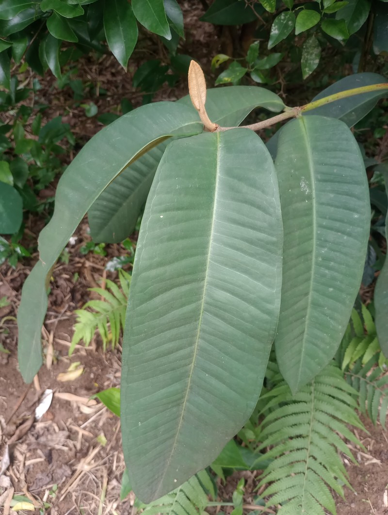 Myrcia teuscheriana photo 6