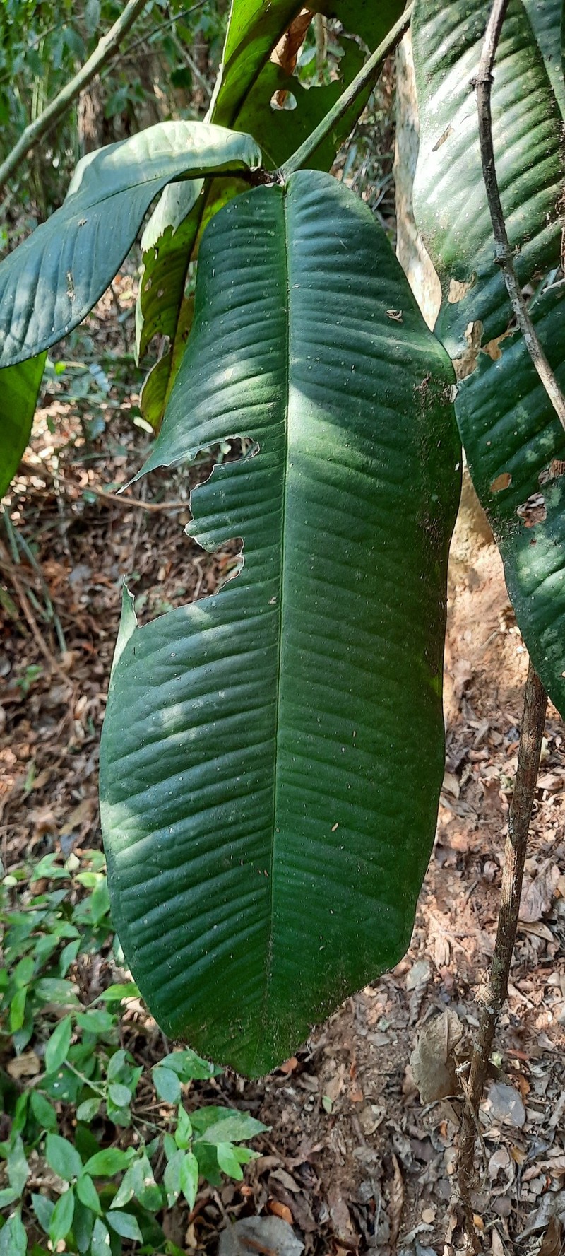 Myrcia teuscheriana photo 7