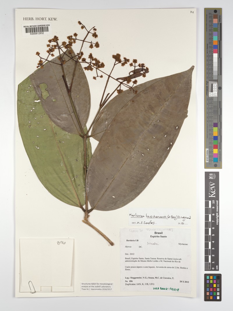 Myrcia teuscheriana photo 8