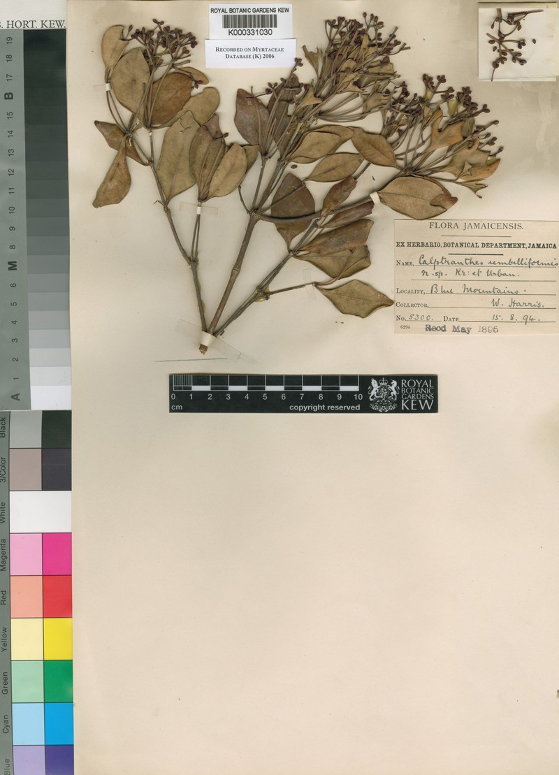 Myrcia umbelliformis