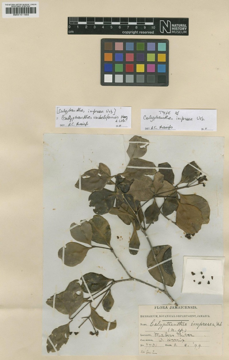 Myrcia umbelliformis photo 2
