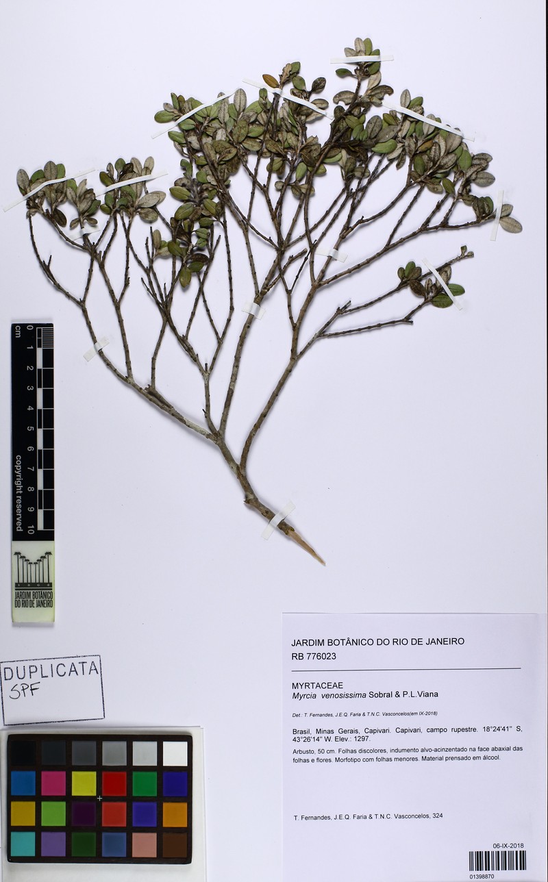 Myrcia venosissima