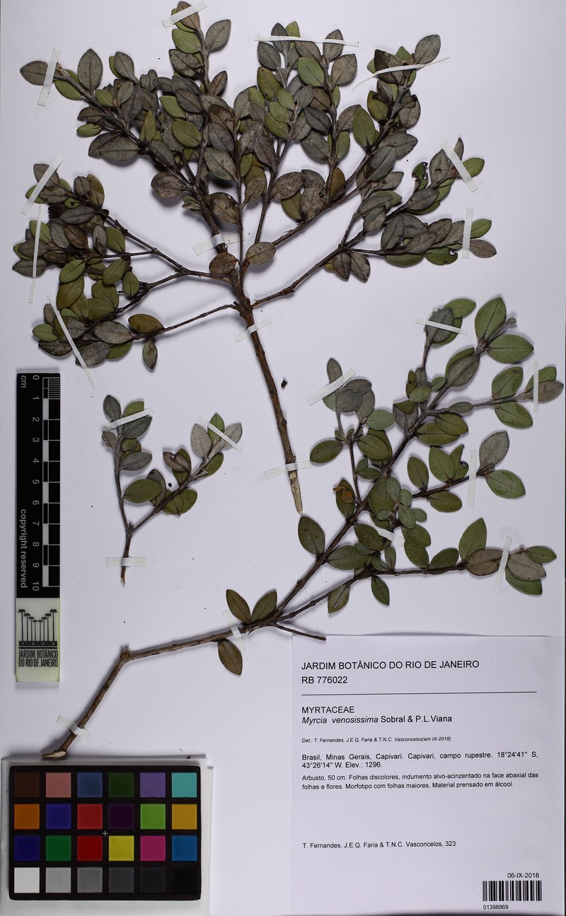 Myrcia venosissima photo 2