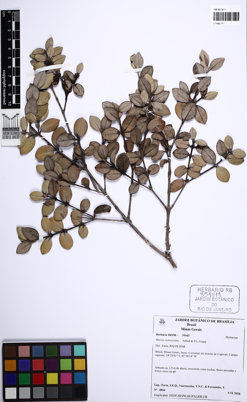 Myrcia venosissima photo 3