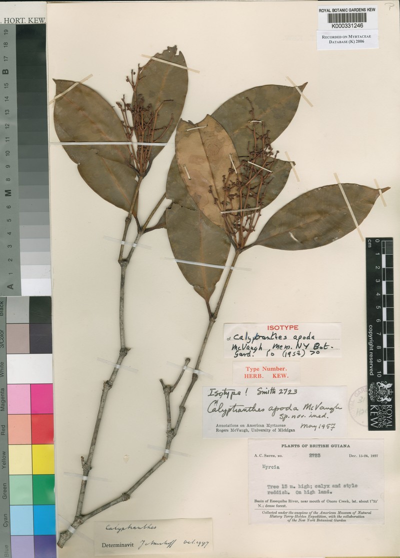 Myrcia vexata