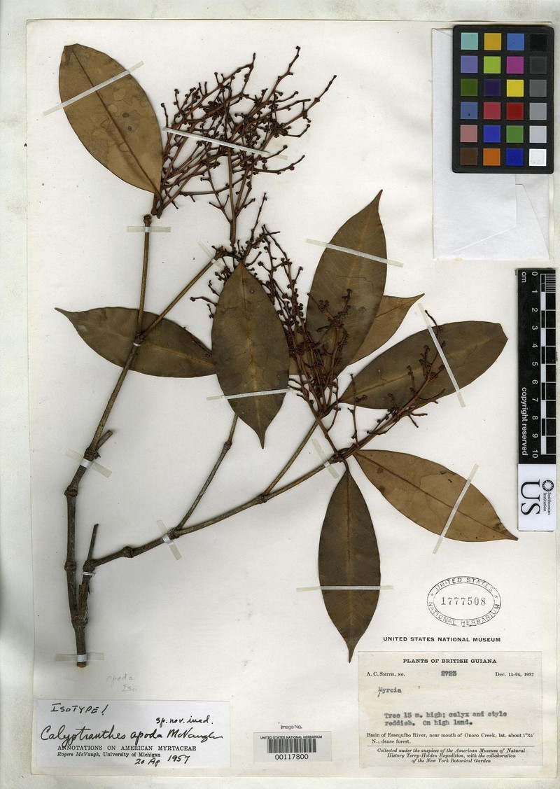 Myrcia vexata photo 2