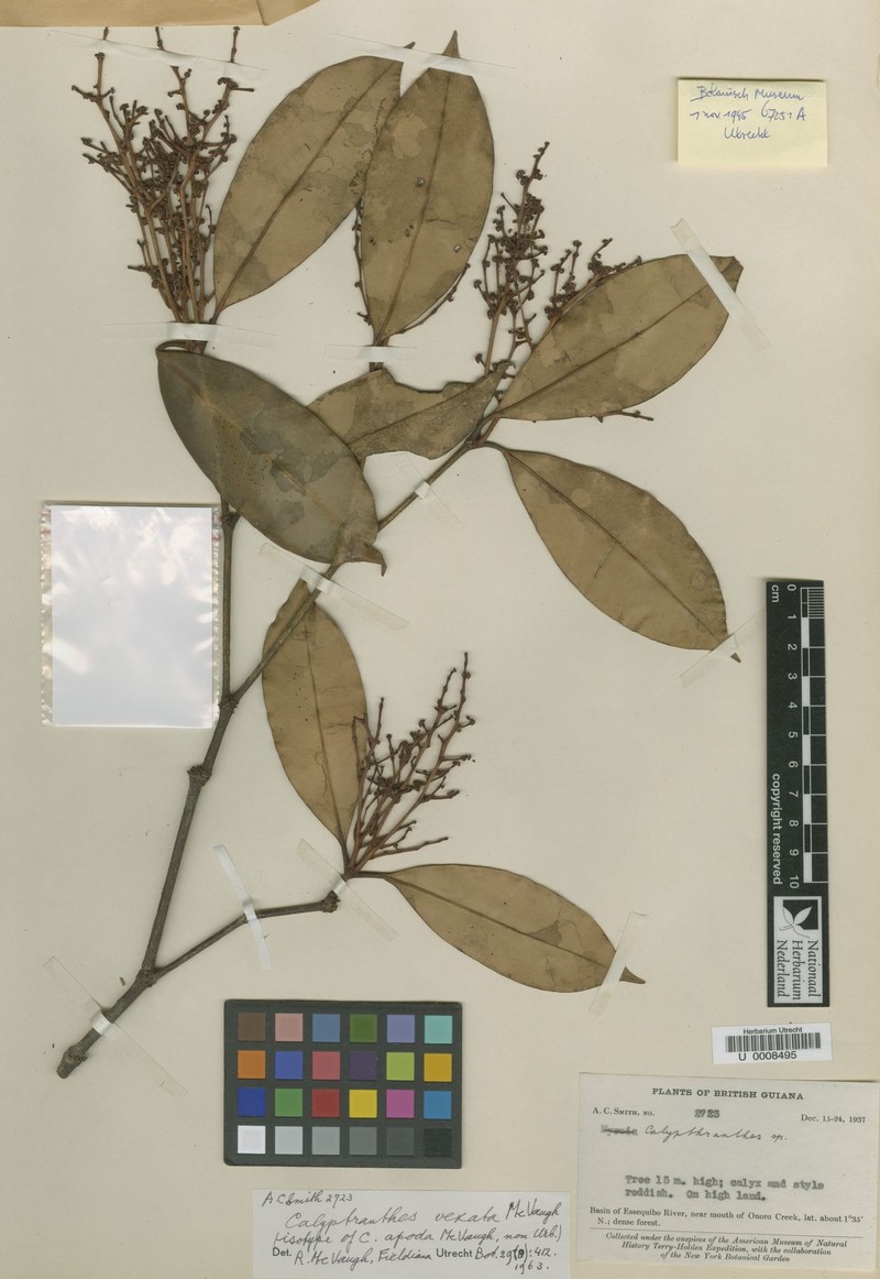 Myrcia vexata photo 3