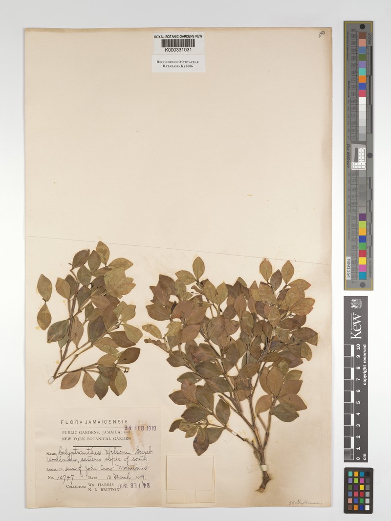 Myrcia wilsonii