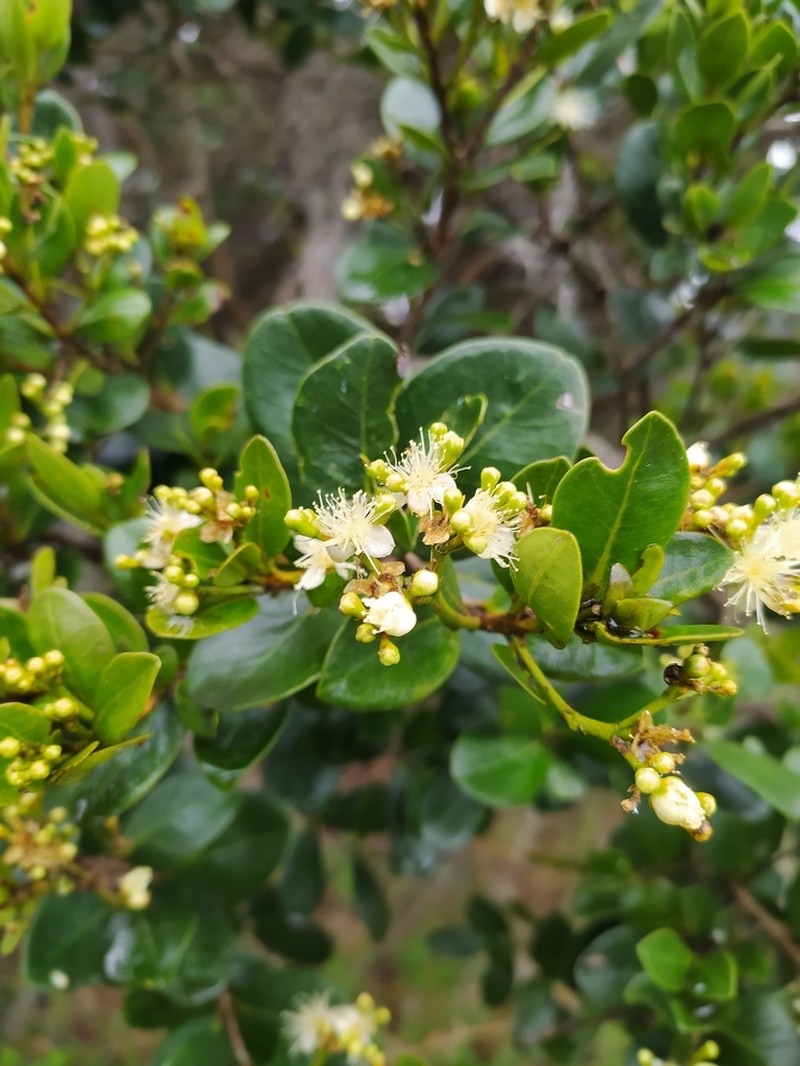 Myrcianthes alaternifolia