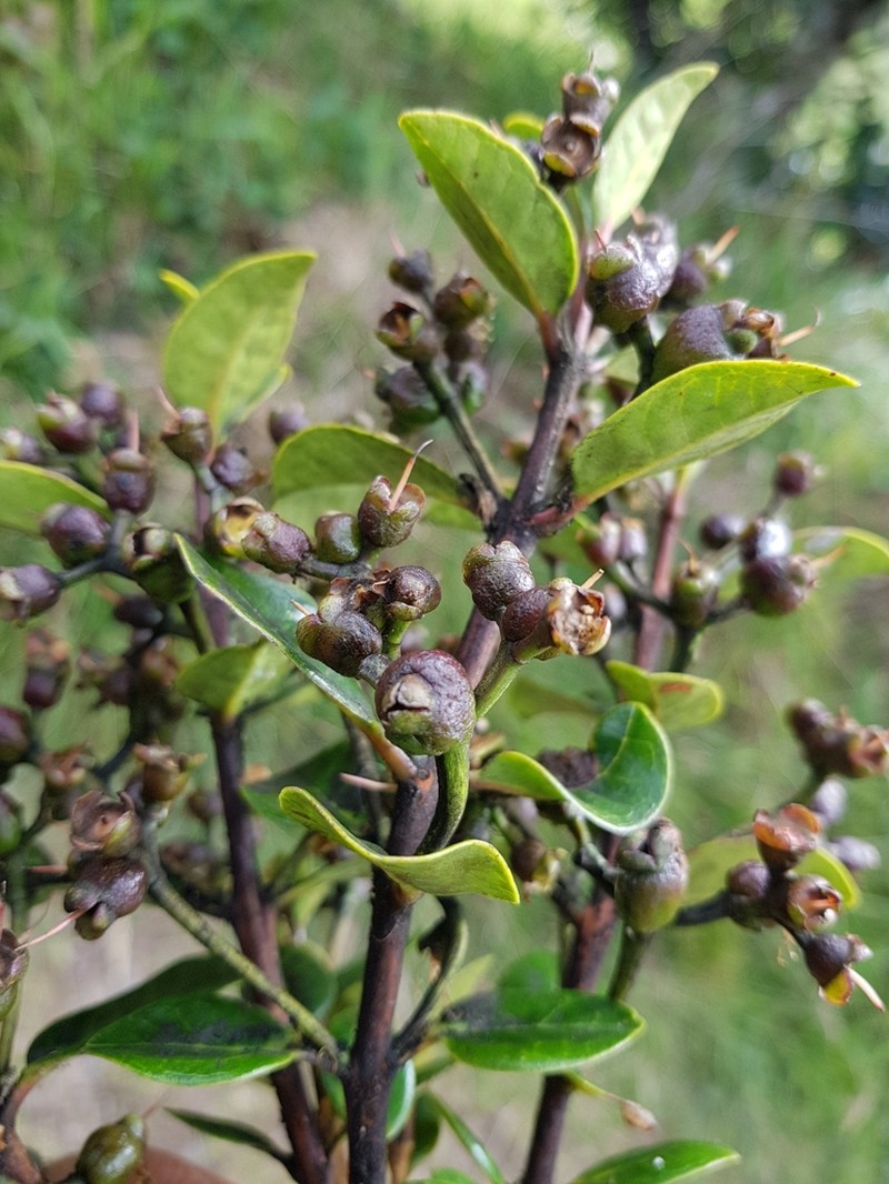 Myrcianthes alaternifolia photo 2