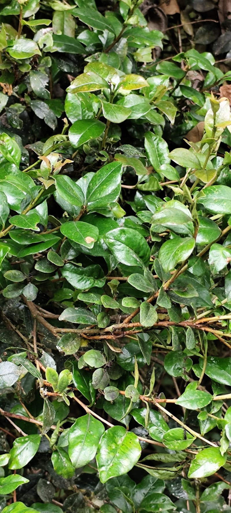 Myrcianthes alaternifolia photo 4