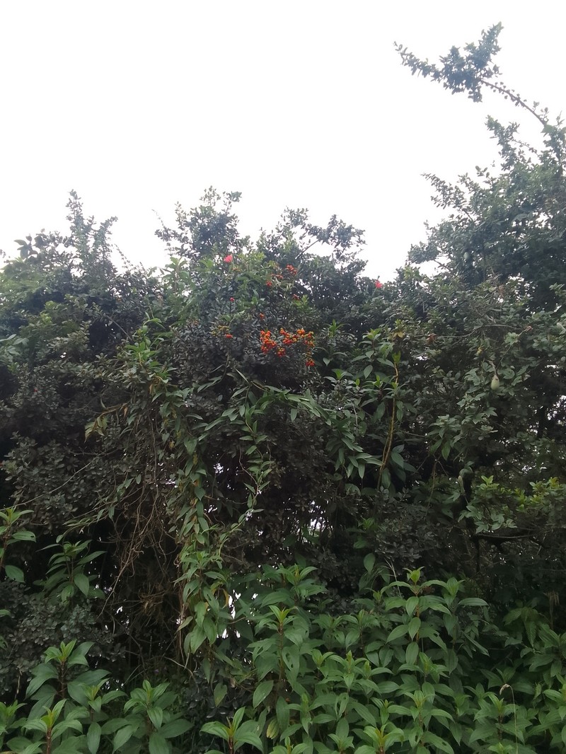 Myrcianthes alaternifolia photo 5