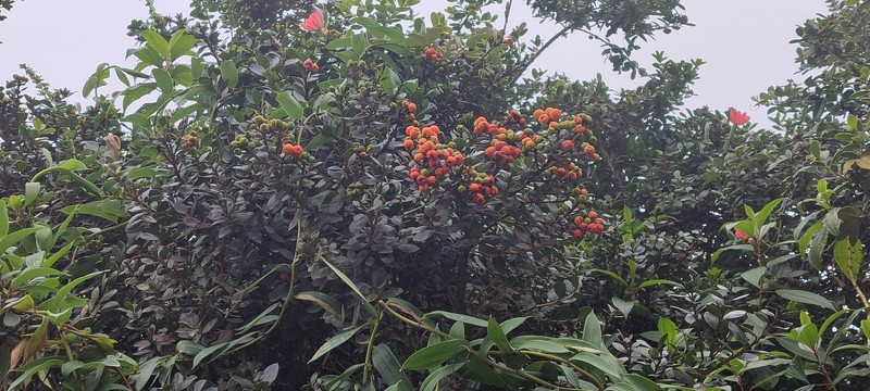 Myrcianthes alaternifolia photo 6