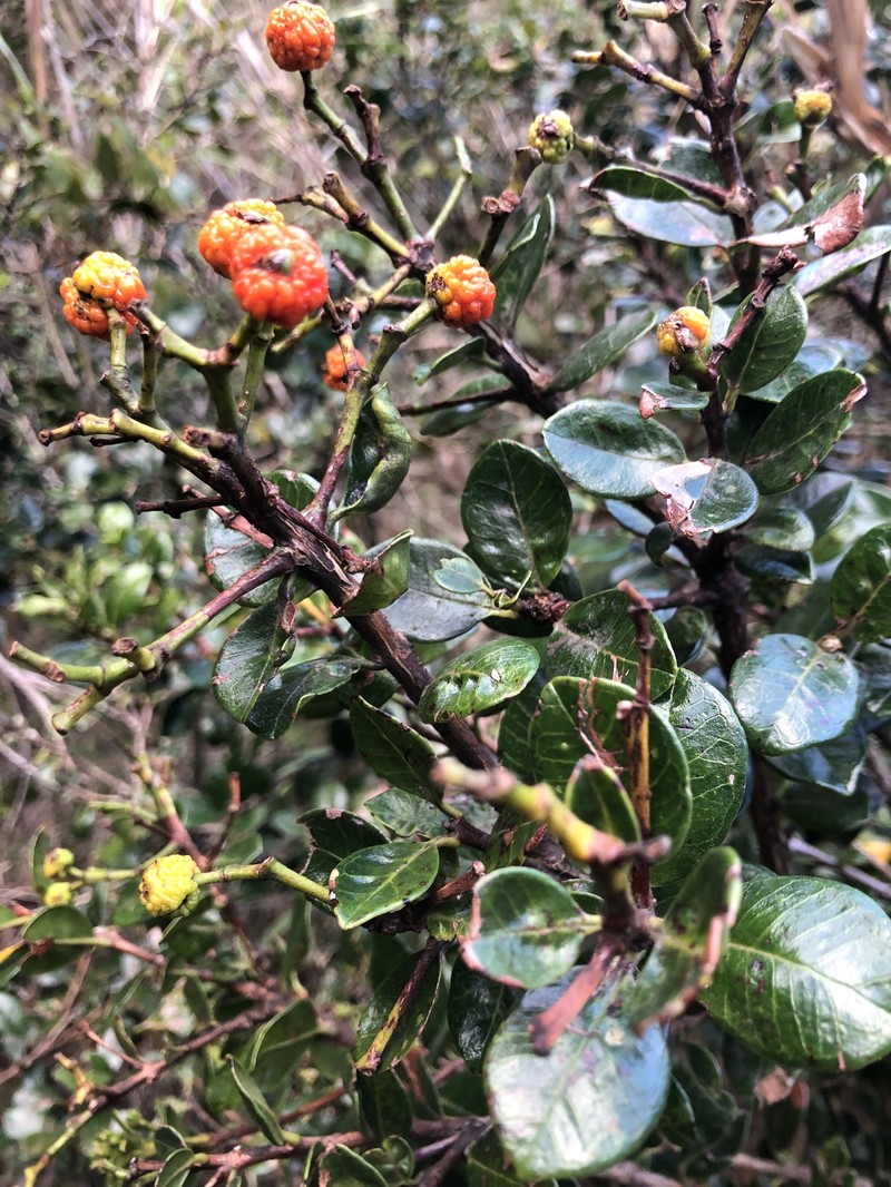 Myrcianthes alaternifolia photo 7