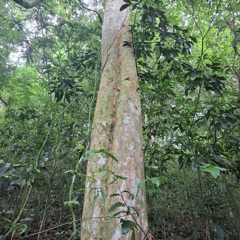 Myrcianthes cruciata photo 2